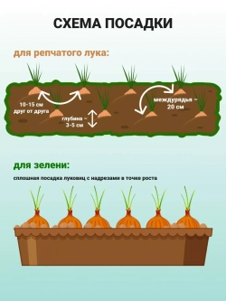 Лук севок озимый для посадки Стурон 1 кг