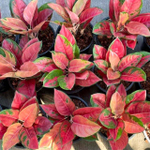 Аглаонема MINK MONGKOL