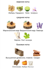 The Vagabond Prince Bass Solo