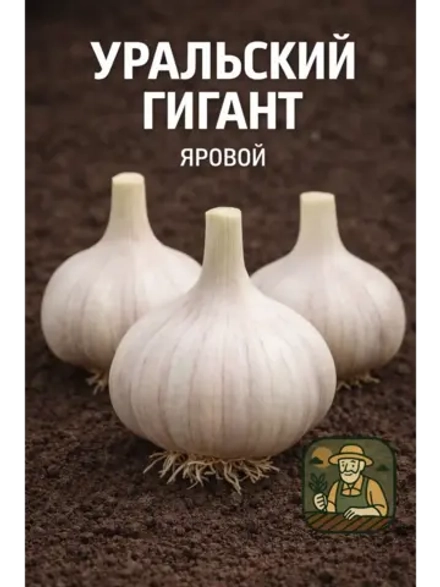 Чеснок яровой Уральский Гигант