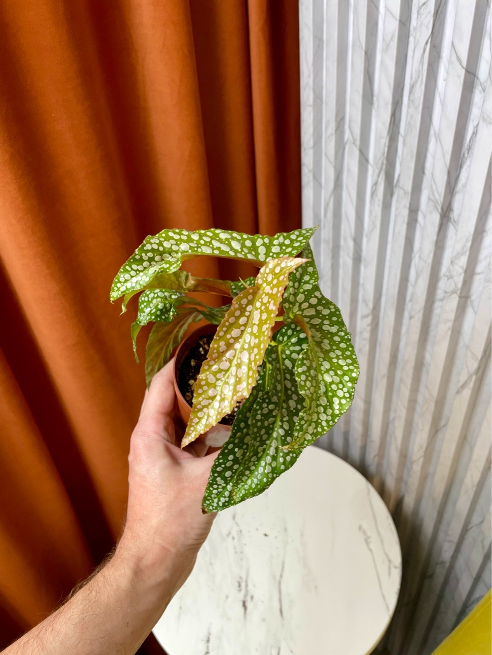 Бегония Макулата Уайти, D9см Н20см, 1шт, Urban Jungle