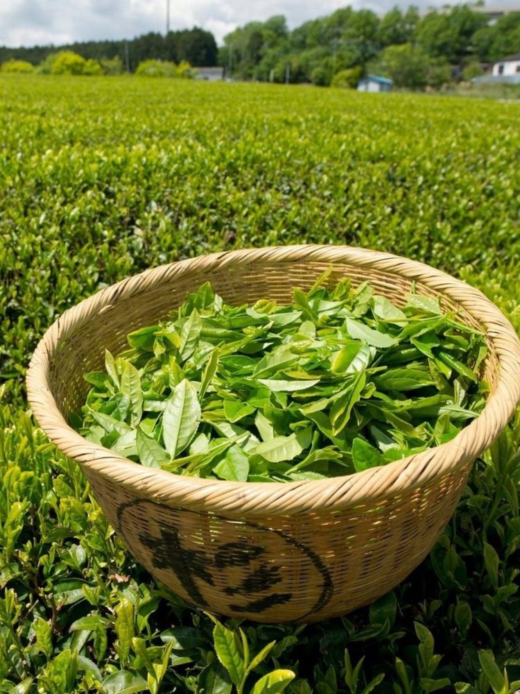 Чай черный Shennun Мао Фэн 50 г, 2 шт