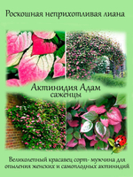 Актинидия Адам коломикта мужская особь