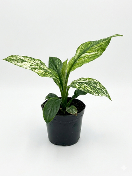 Спатифиллум Variegated Peace Lily д. 9