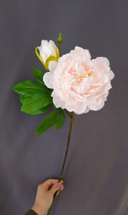 Пион молочный розовый / Арт 2226