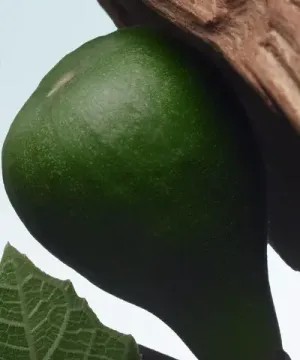 Dries Van Noten Santal Greenery Eau de Parfum