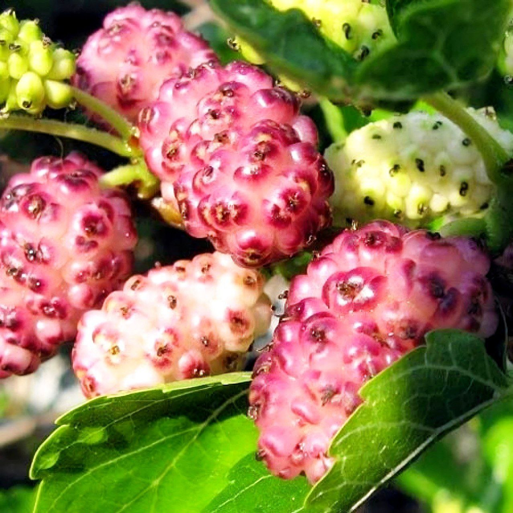 Шелковица розовая Принцесса