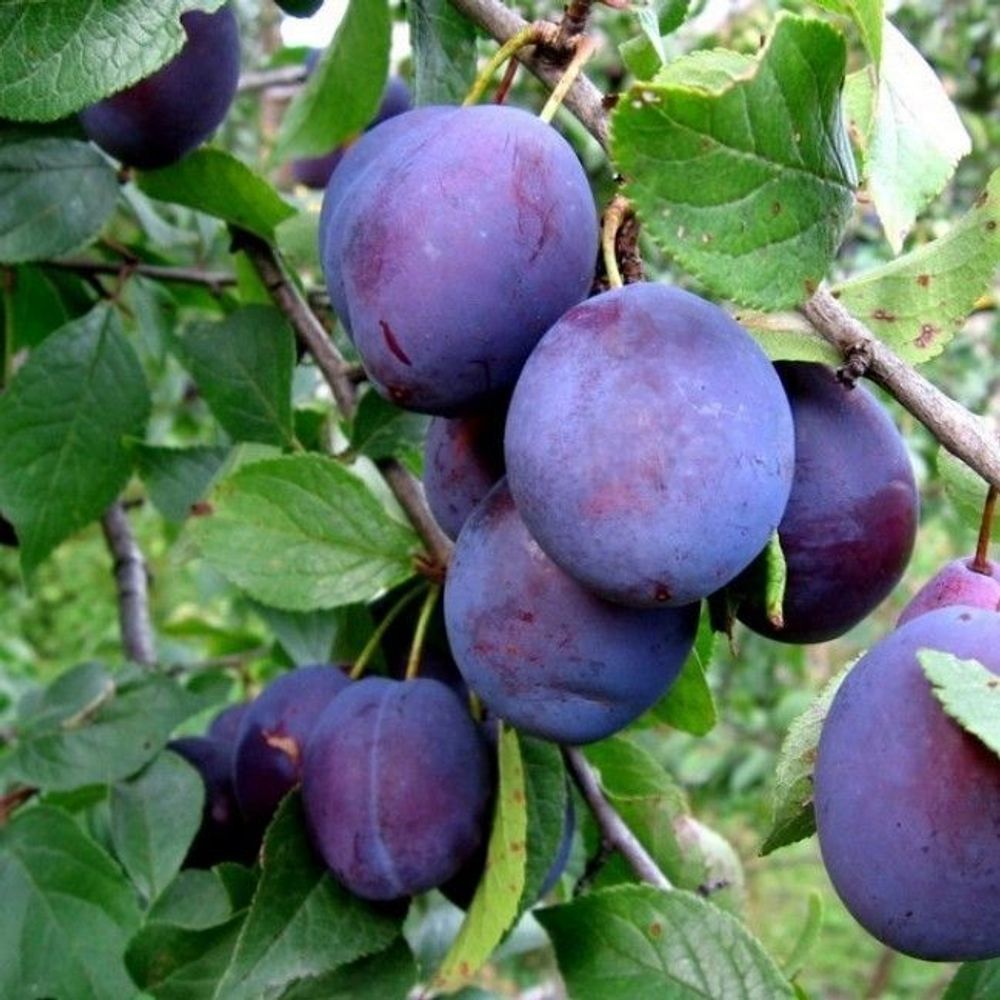 Слива Ночка С5 Закупка М69 июнь 2026