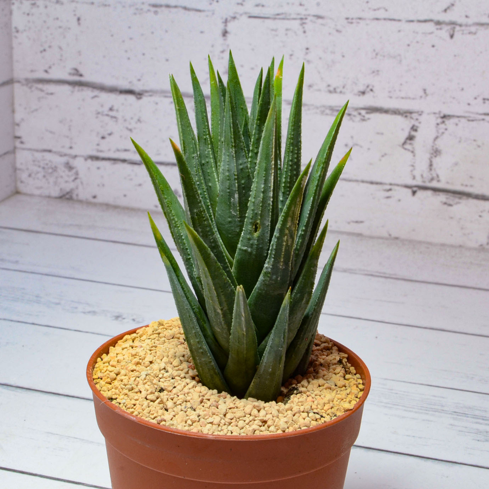 Haworthia Glauca (Хавортия)