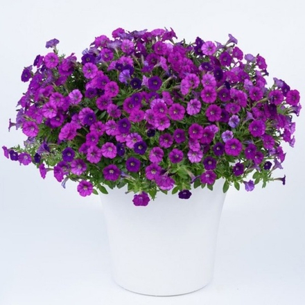 Петуния Vista mini Violet. ОКС укорененный черенок. Под заказ
