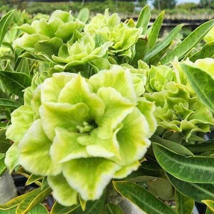 Адениум RAINY JADE