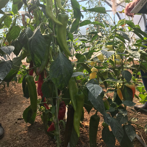 Тандер F1 семена перца острого – фото 2