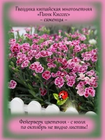 Гвоздика Пинк Киссес китайская многолетняя