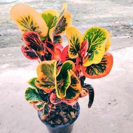 Кротон CHANTHABUN