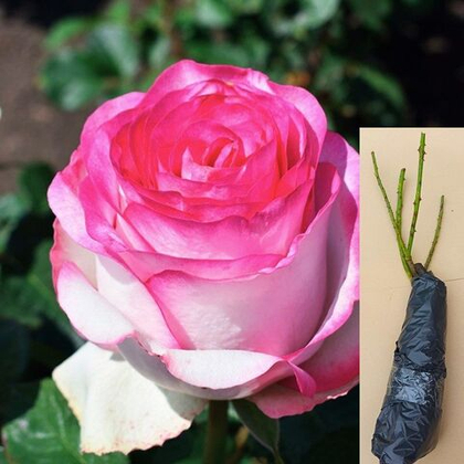 Роза Белла Вита чайно-гибридная саженец с ОКС.