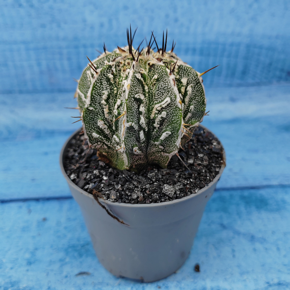 Astrophytum Myriostigma cv. Fukuryu (Астрофитум)