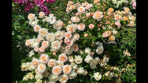 Роза Шлос Ойтин Закупка М16 июнь 2026