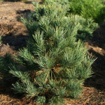 Сосна кедровая европейская (ком) 80-100