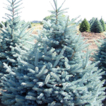 Ель колючая Глаука Мисти Блю (ком) 120-140