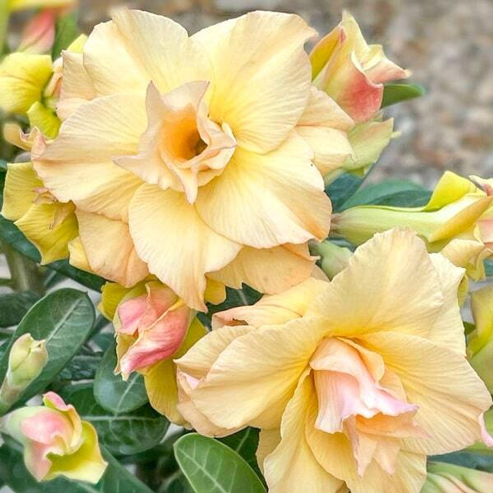 Адениум THONG EK