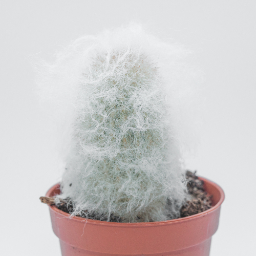 Пушистый кактус