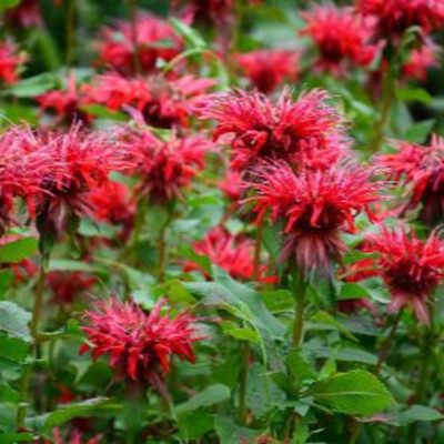 Монарда двойчатая Панорама ред (горшок 0.5л)