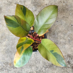 Филодендрон BLACK CARDINAL VAR