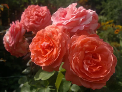 Ди Ди Бриджуотер (Dee Dee Bridgewater)