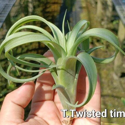 Тилландсия Twisted Tim (intermedia х capitata)