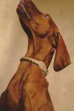 Ошейник "Кантри-Пони" Бежевый