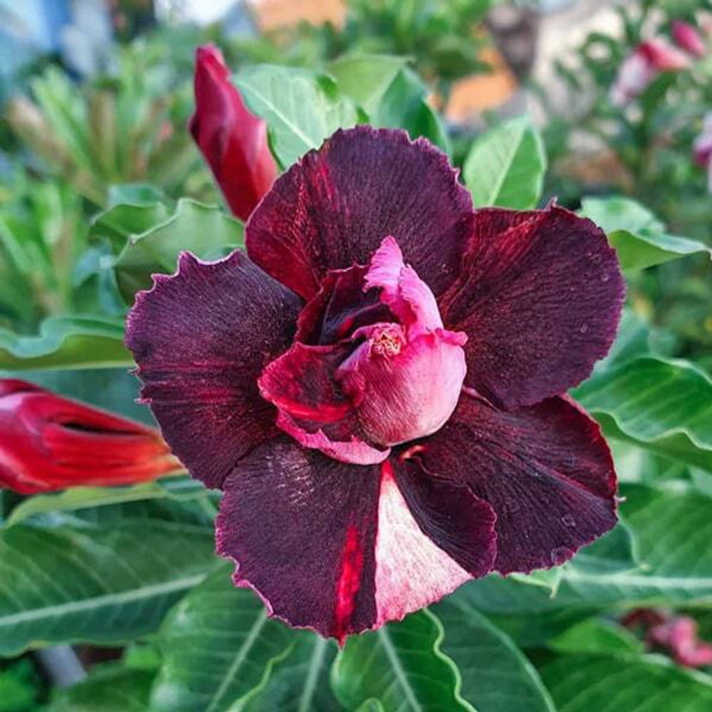 Адениум обесум 288 Mộng Mutation