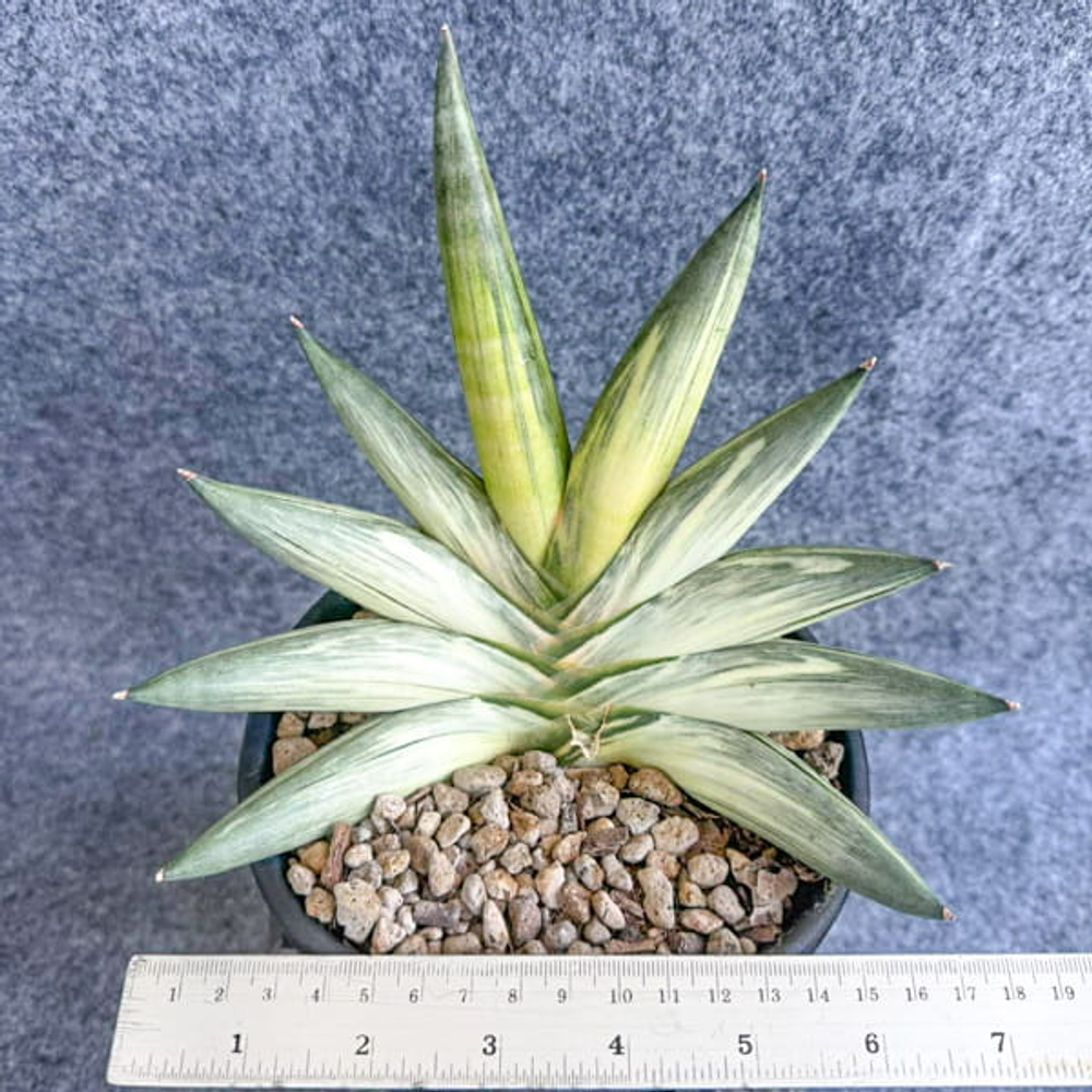 Сансевиерия YUKI ONA VAR s.L