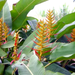 Геликония LINGULATA SRIRAL FAN (Н110)