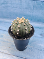 Astrophytum Asterias variagate (Астрофитум)
