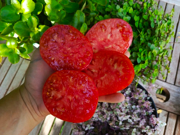 Бриллиантовые ноги сорт томата