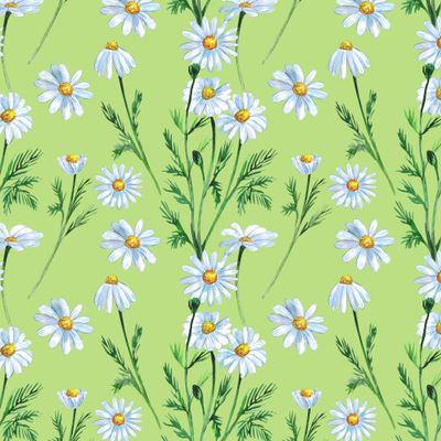 Ромашки на светло-зелёном