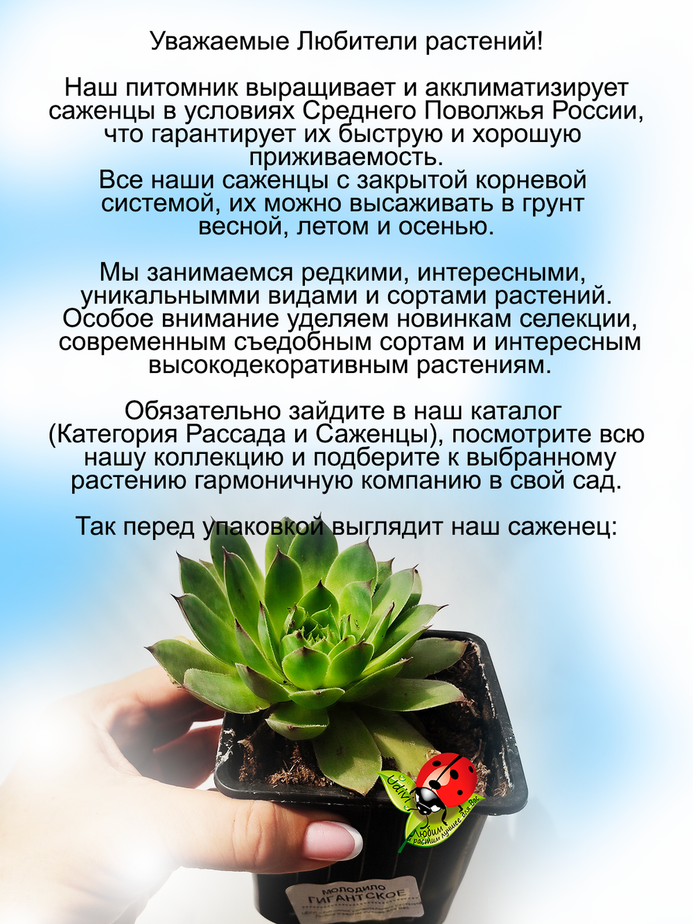 Молодило гигантское каменная роза многолетник