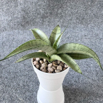 Сансевиерия DANCING LADY