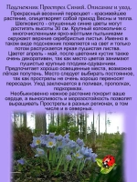 Подснежник Прострел Синий первоцвет