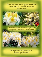 Рододендрон Нортсен Лайтс листопадный Азалия