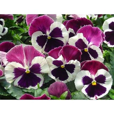 S2534 Виола Cello White Rose Wing 100 шт.