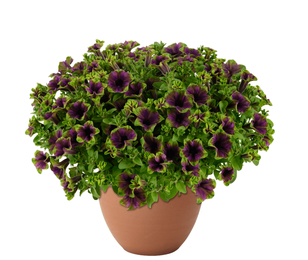 Петуния Amazonas Midnight Finch