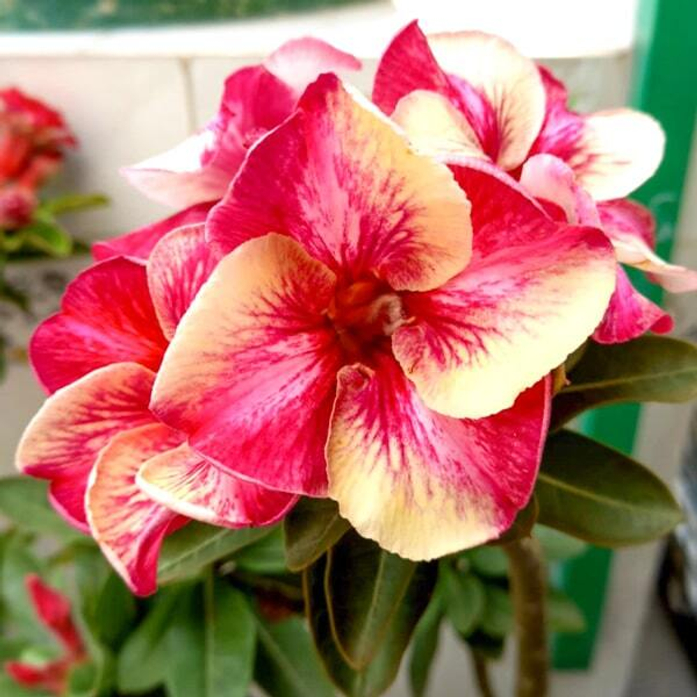 Адениум RUEDU RAK – SEASON OF LOVE