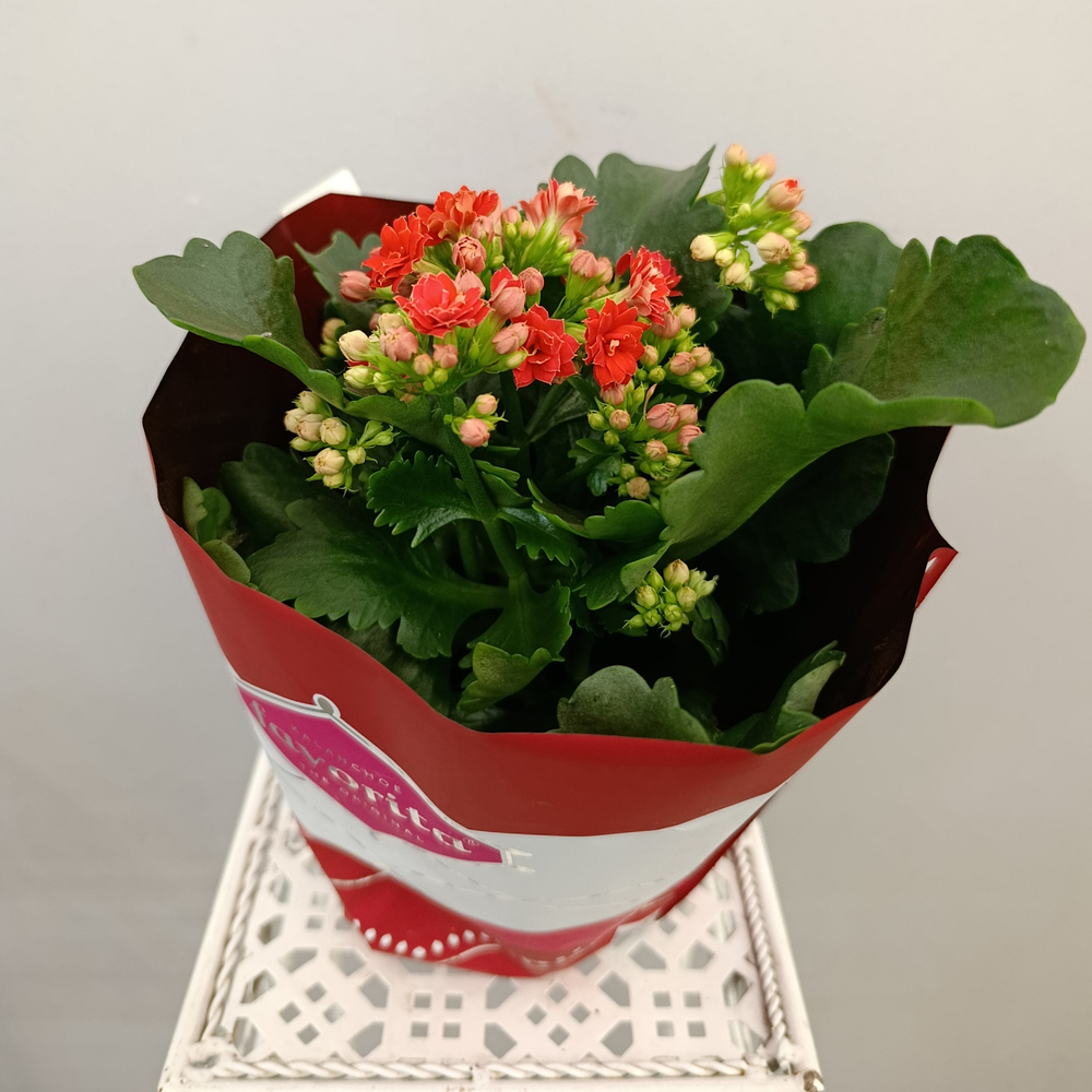 Каланхое каландива