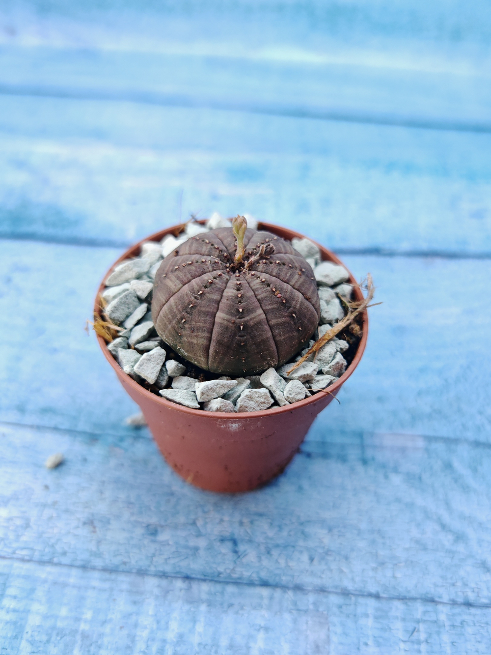Суккулент Euphorbia Obesa (Эуфорбия)