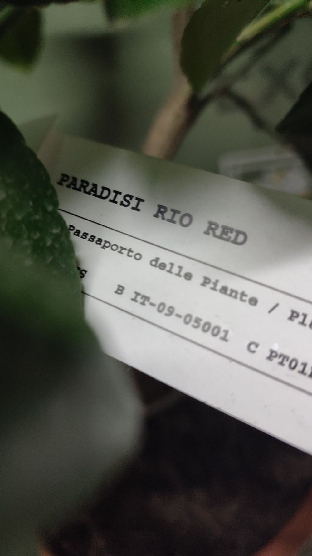 Грейпфрут "Rio Red"