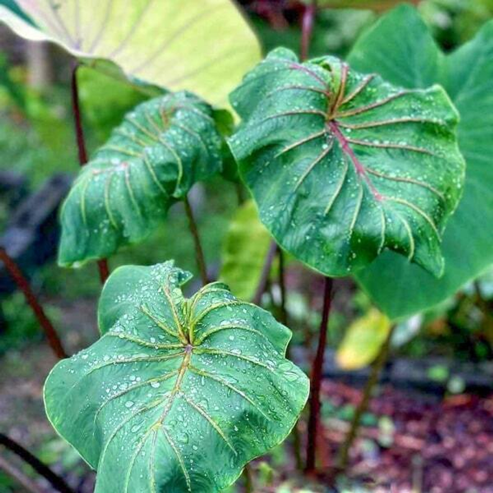 Колоказия APHRODITE