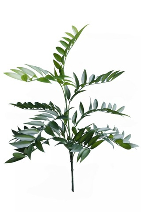 Ветка Рускуса