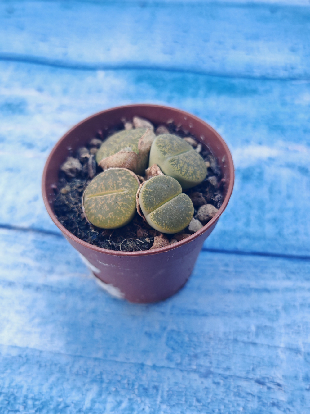 Lithops sp. (Литопсы)