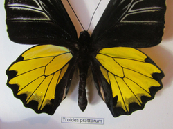 Бабочка Troides prattorum в рамке